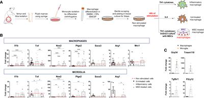 Extracellular vesicles released by microglia and macrophages carry endocannabinoids which foster oligodendrocyte differentiation
